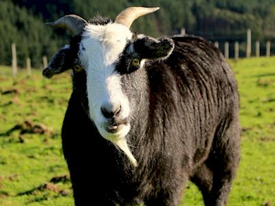 A safe goat home and playground at the Black Sheep Animal Sanctuary!