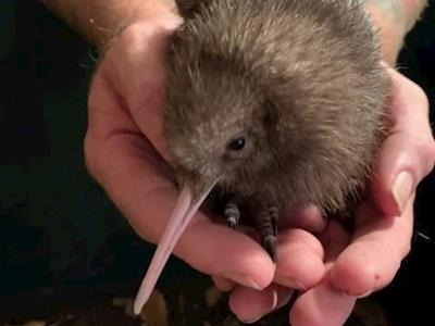 Support the Kiwi House During Covid-19