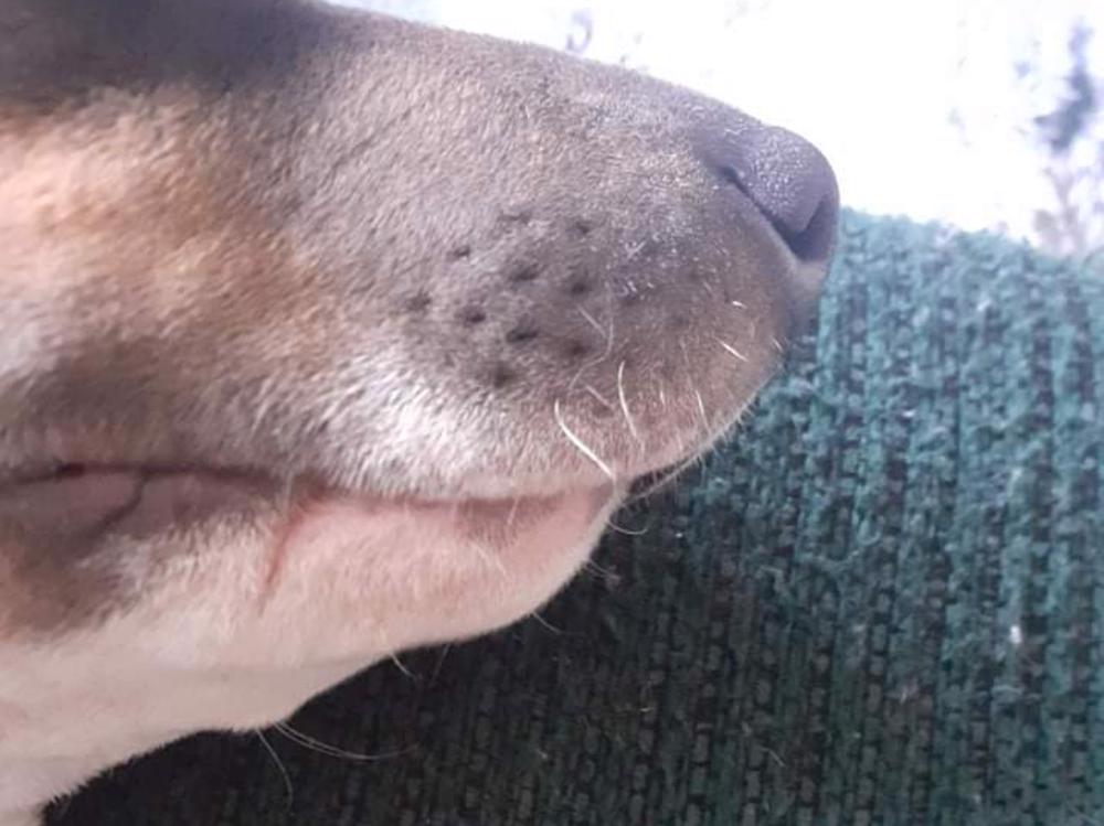 Please Help My Puppy Eat Givealittle