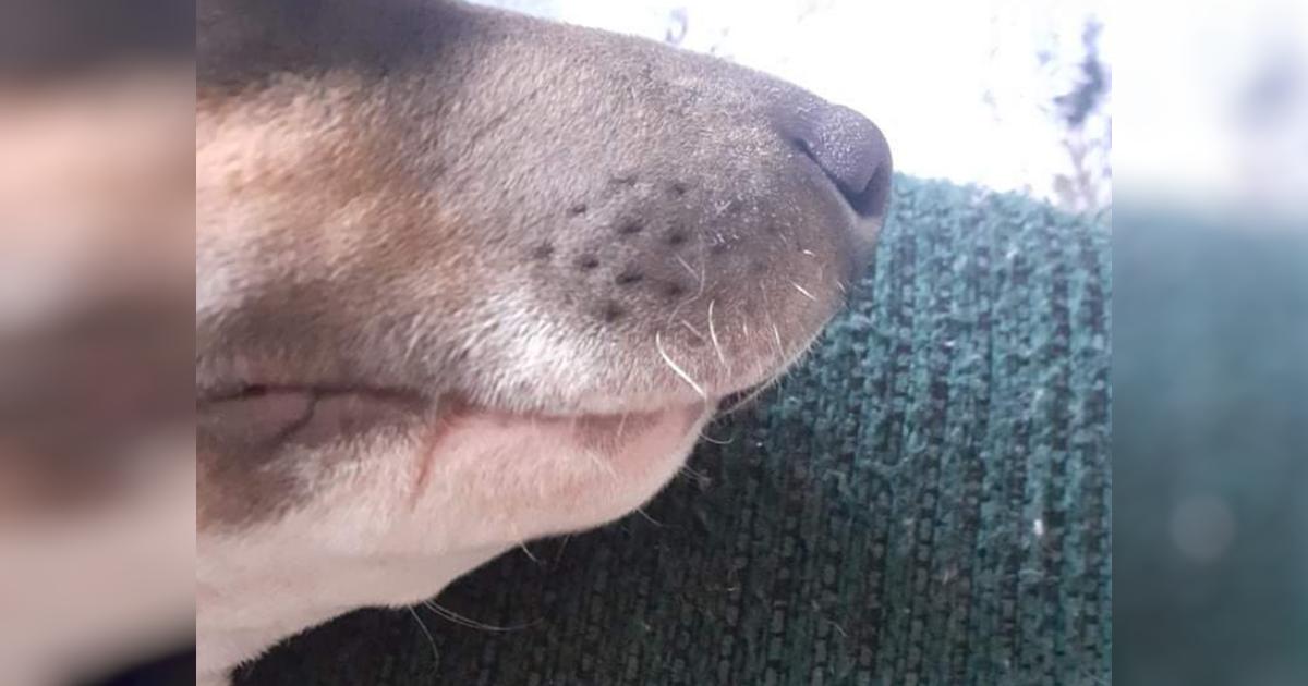 Please Help My Puppy Eat Givealittle