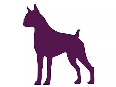 Boxer Rescue & Rehoming NZ