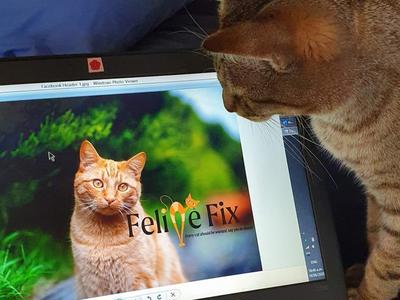 Feline Fix