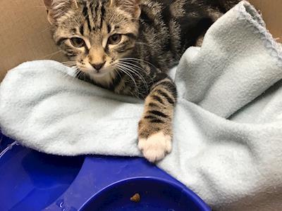 Fundraising for Morpheus’s leg/hip surgery 