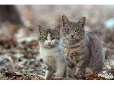 Torbay Strays - Homeless Cats &Kittens