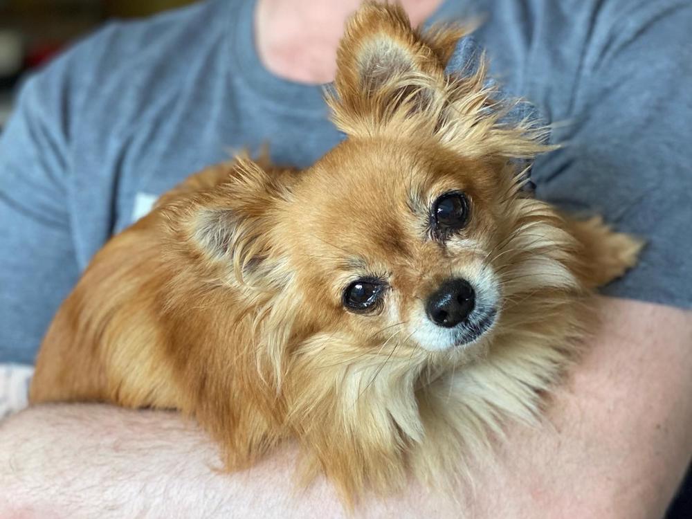 Pomeranian crossed store with a chihuahua