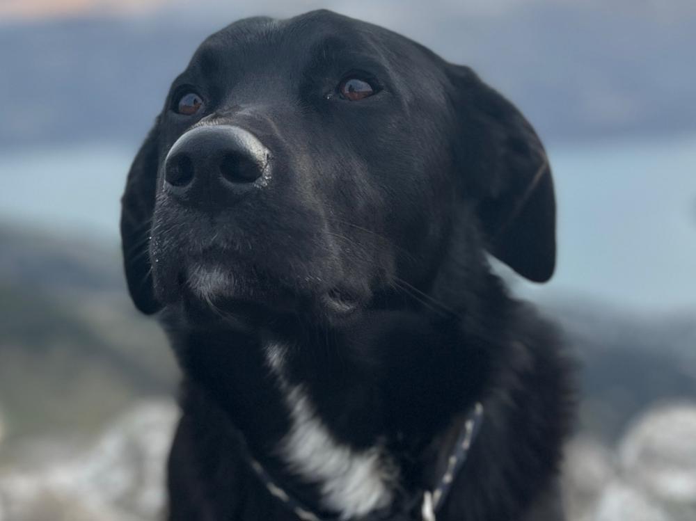 Two dogs shot in two weeks through the foot in brazen attack. Givealittle