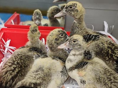 It's Duckling Season!