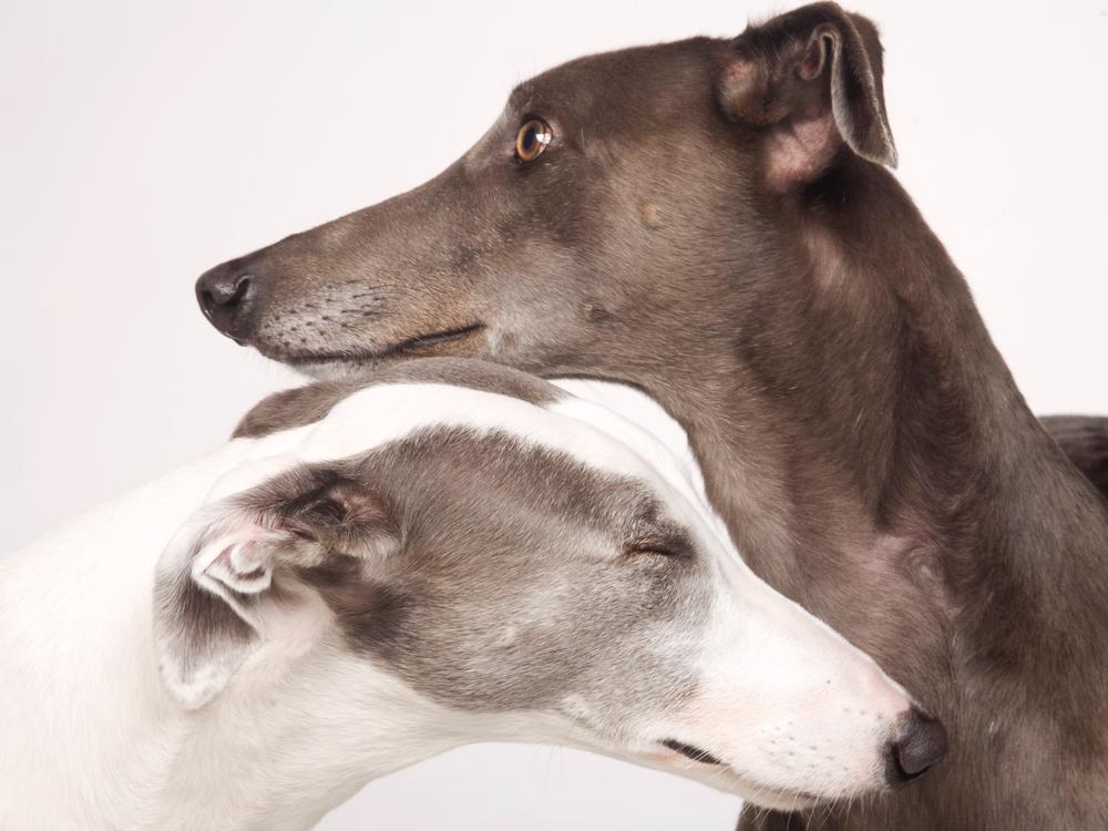 are greyhounds good pets