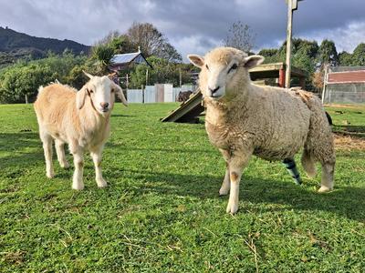 Winter Hay for Orzo and Mārie!