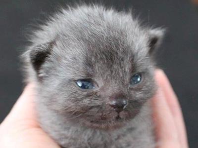 Bruce the Cat - SPCA fundraiser