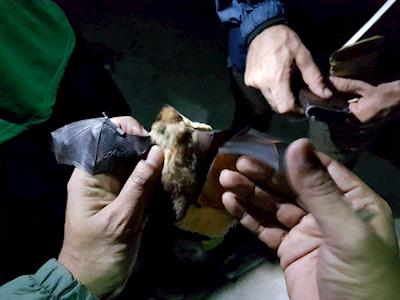 Help us to get Josh to Galapagos to continue his work with the little red bat & the hoary bat.