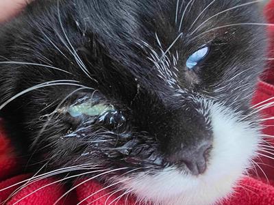 Quinn needs your help!