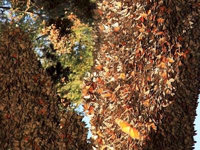 Getting Kids to the Monarch Movie