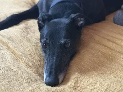 Awesome Alfie Needs Your Help