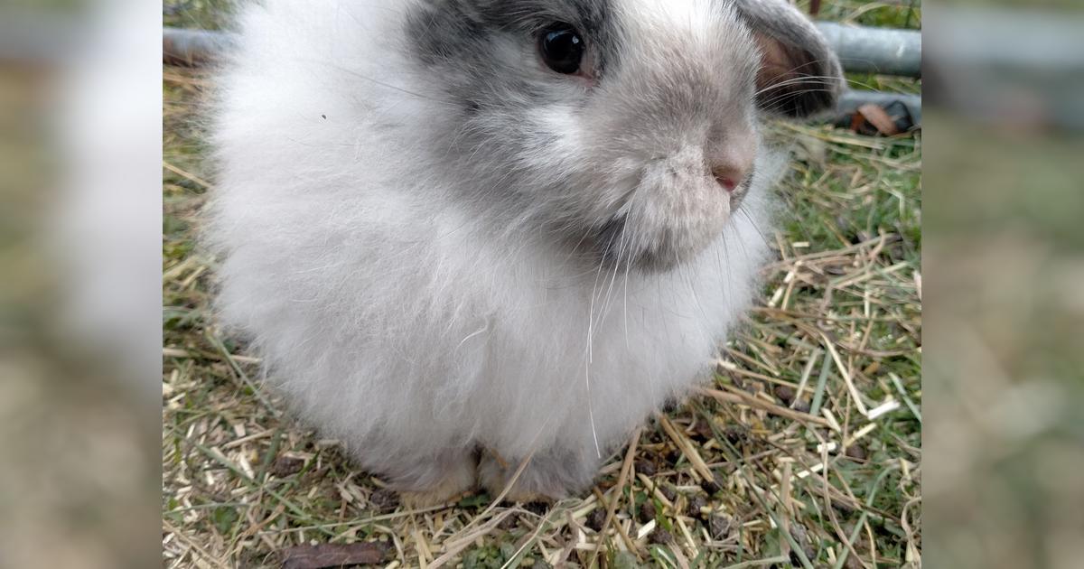 Rabbit Desex - Givealittle