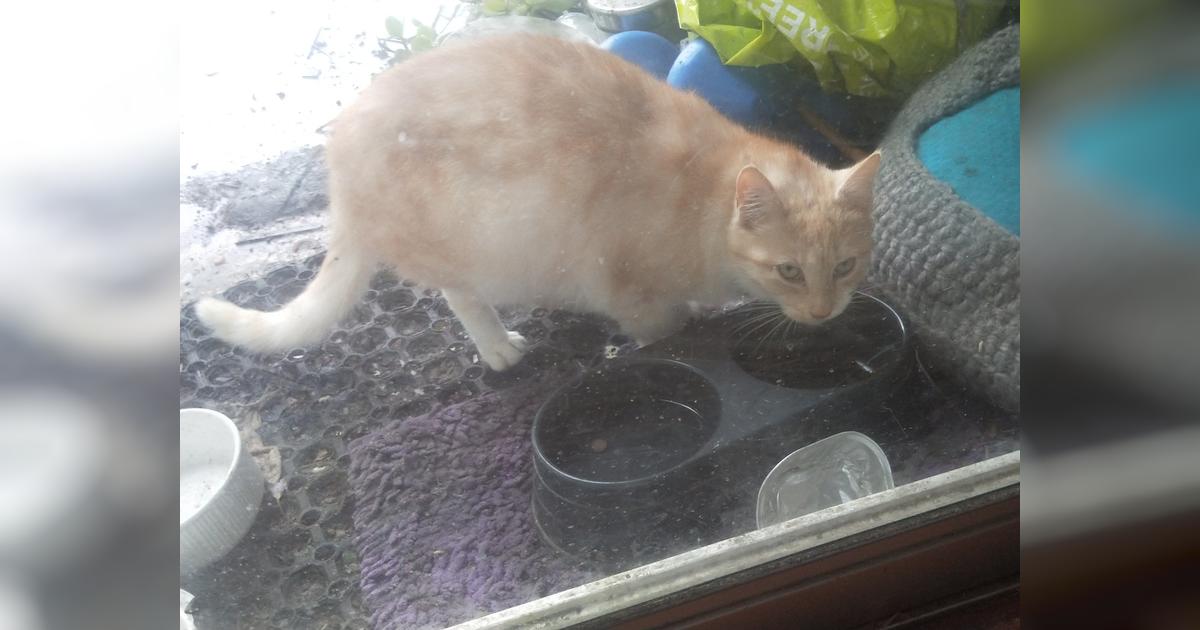 Sick pregnant stray cat needs to see vet Givealittle