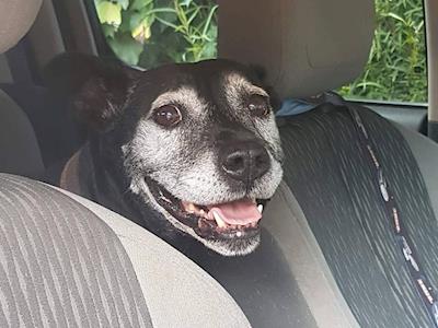 Let's fix Mitzys teeth