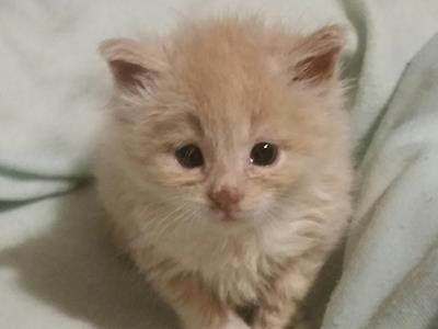 Supplies for orphan kittens 