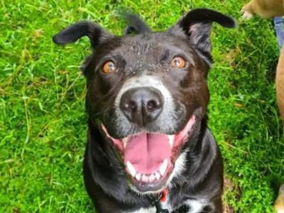 Ultramarathon for Animal Rescue