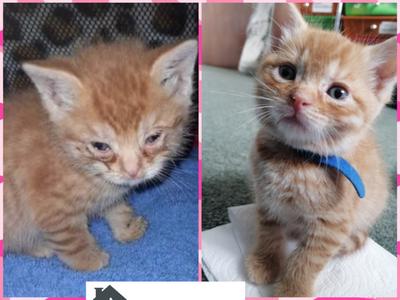 Rachel's KittyCat Rescue