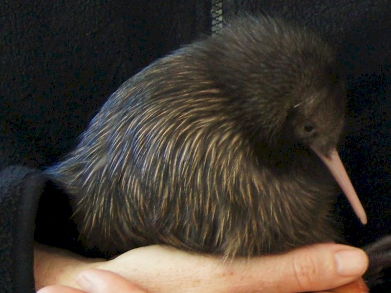 Otorohanga Kiwi House Pest and Predator Proof Fence - Givealittle