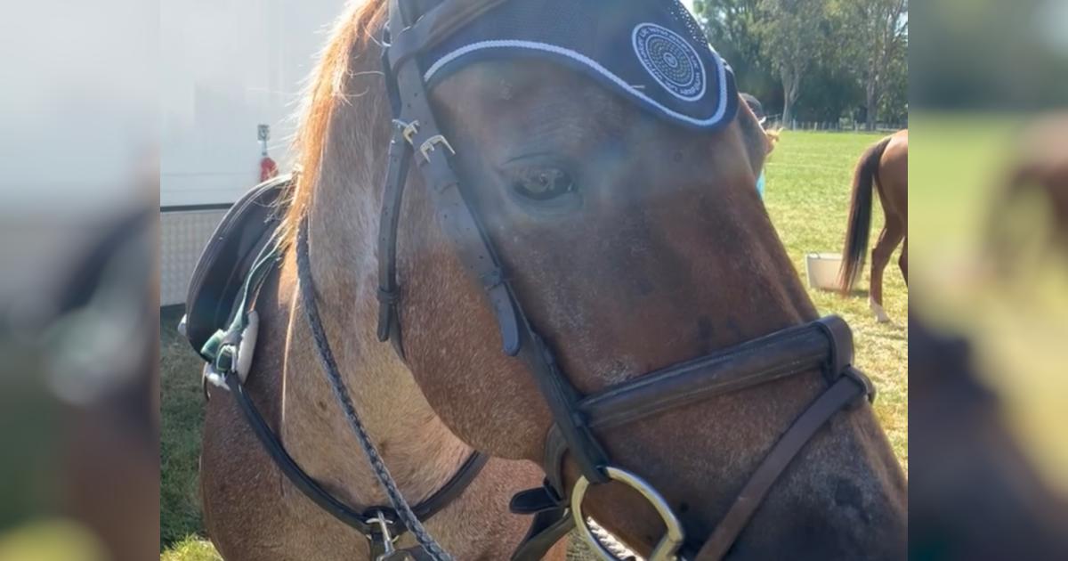 A top New Zealand mounted games pony that had her life tragically taken ...