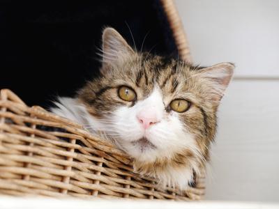 Cats Protection Wellington