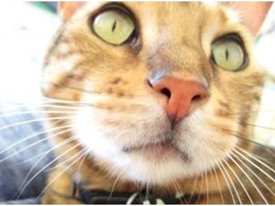 Darwin...your next Top Cat Model