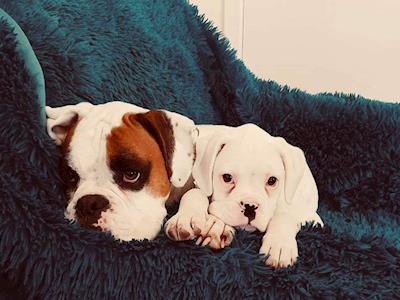 The Boxer and Bullies Charitable Trust