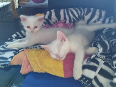 Rare Albino Kittens Need Your Help!