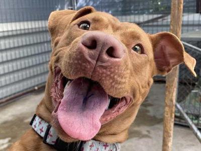 Helping dogs in need this Christmas