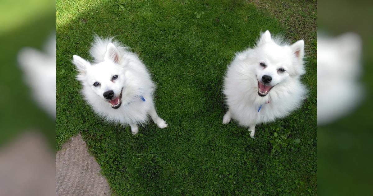 All Paws Rescue Givealittle