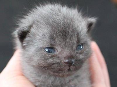 It's my birthday ... and I want to give Cat Rescue a present!