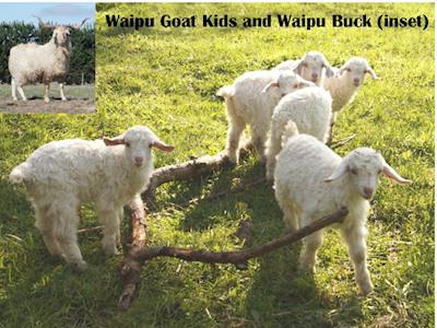 Rare Waipu Goats Need Your Help