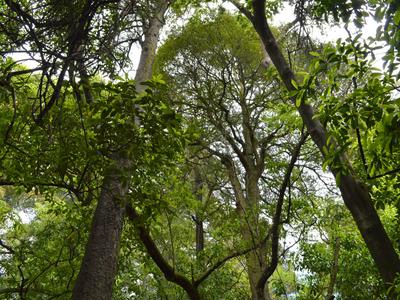 Riccarton Bush Trust