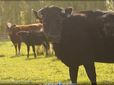 Enderby Island Cattle are Threatened by Extinction