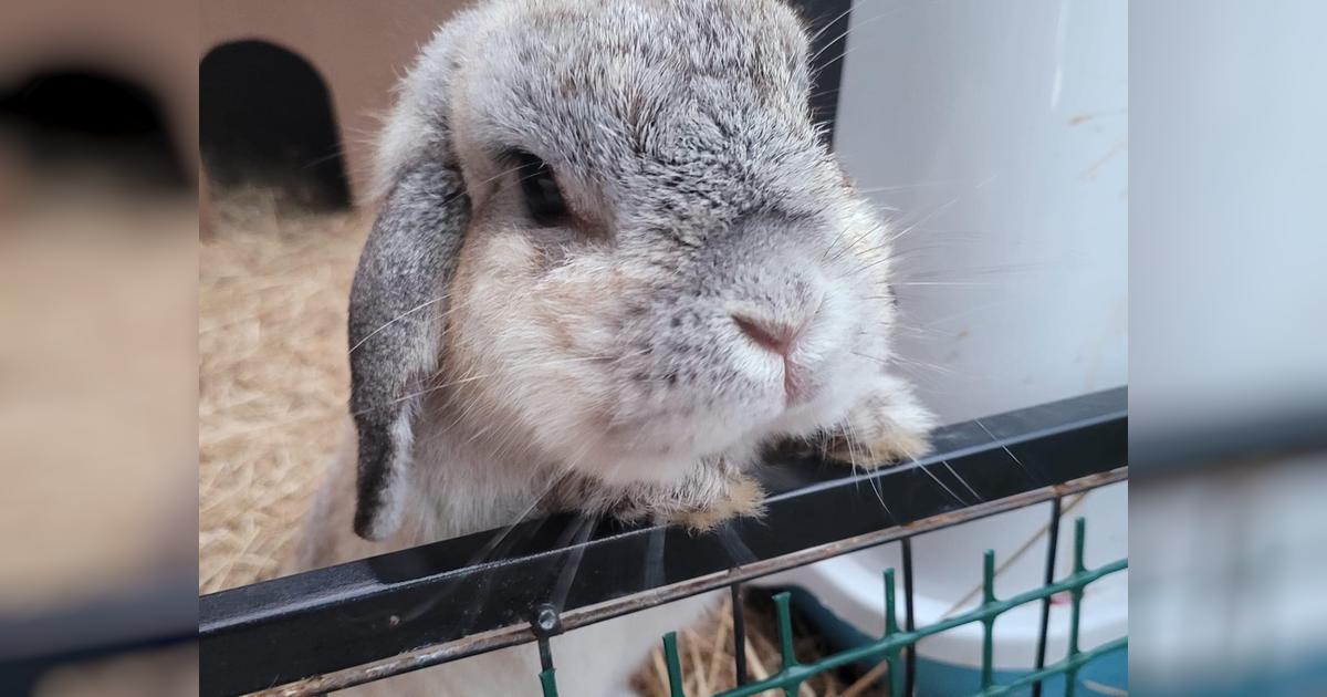 Thousands of Rabbits Dumped! Givealittle