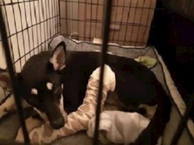 Can you help Kora?