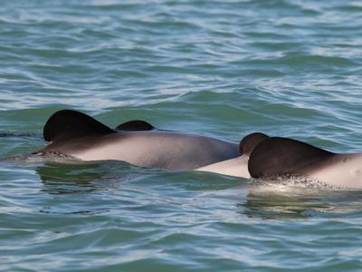 Eleanor's Fit to Fight Challenge 2021