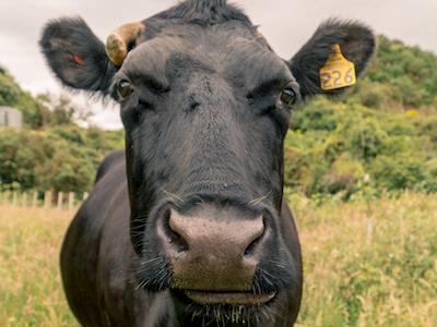 Winter hay for sweet Iris and her friends
