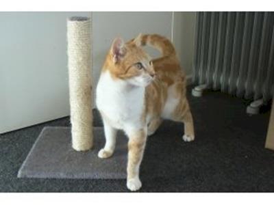 Help Us With Desexing Ten Cats