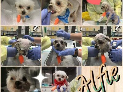 Hands up for PAWS (Animal Shelter)