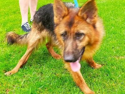 Disabled GSD needs help