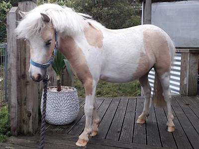 Bring Hawk Home - Raising funds for a Reward for his Return