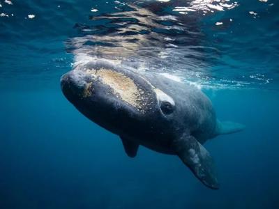 We’re four year 8 students doing a Winter swim to help support Live Ocean (no wet suits!) Please support us!!