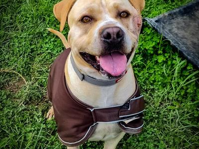 URGENT: PLEASE BUY ONYX A VAN TO LIVE IN