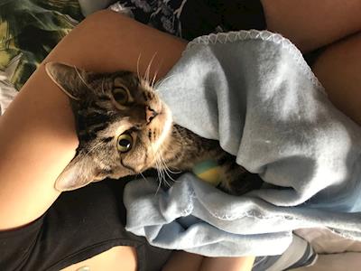 Reba needs knee surgery