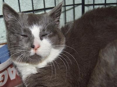 Please help three kind-hearted senior couples desex their stray cat colonies