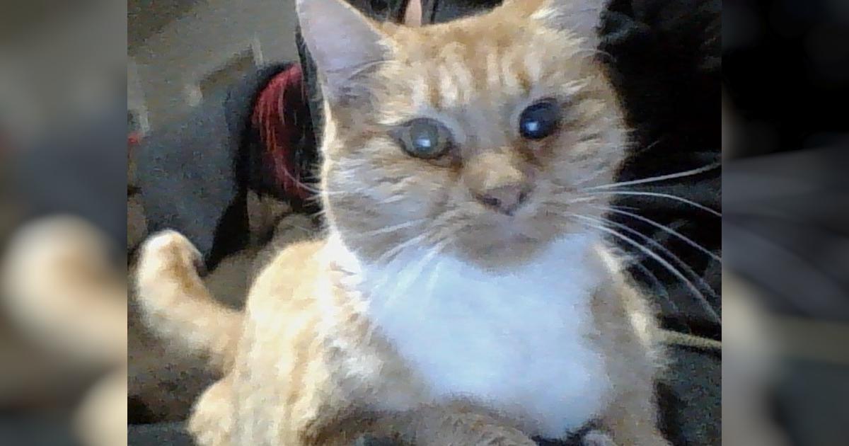 Kitty Cat Dental Surgery Givealittle