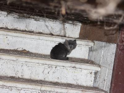 Community Cat Coalition Inc.